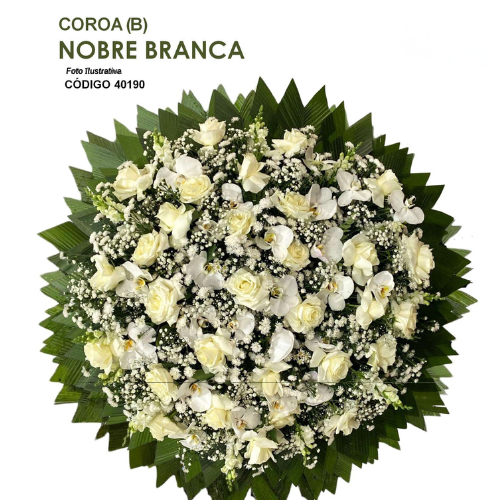 COROA (B) NOBRE BRANCA